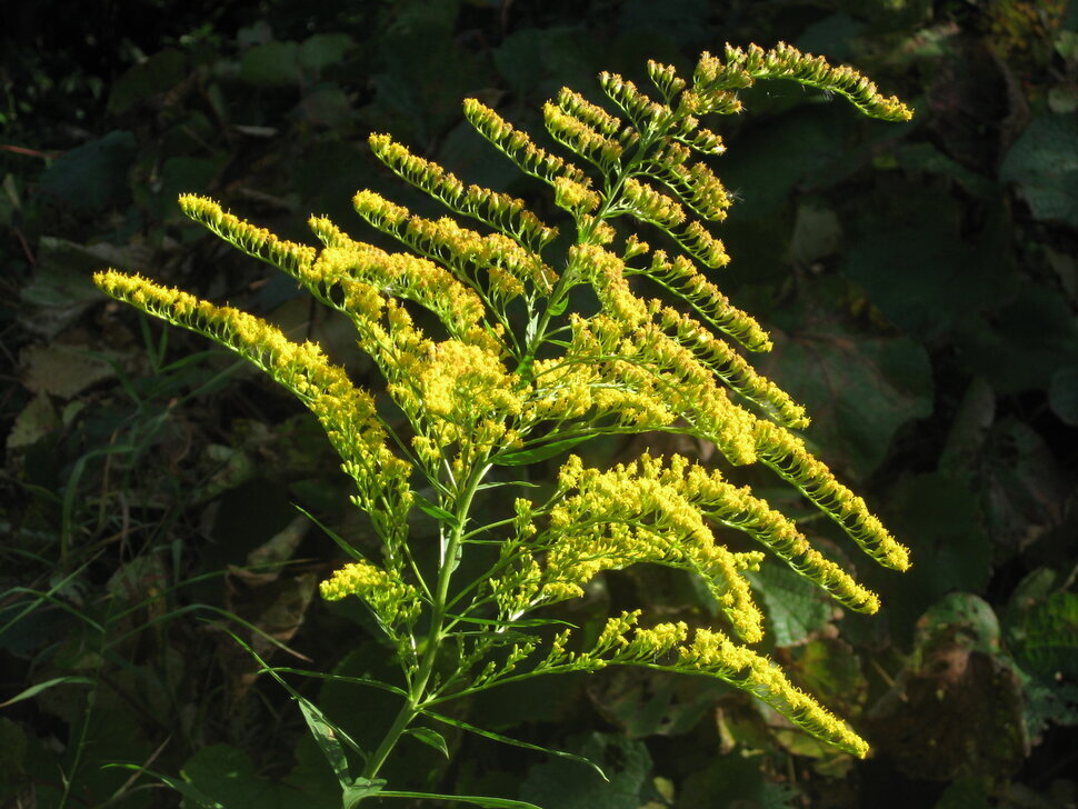 Золотарник обыкновенный - Дмитрий Никитин Золотарник обыкновенный - Дмитрий Никитин