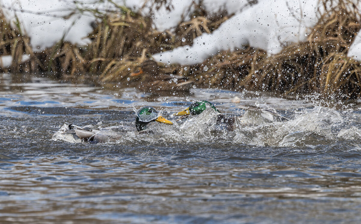 драка селезней. - юрий макаров