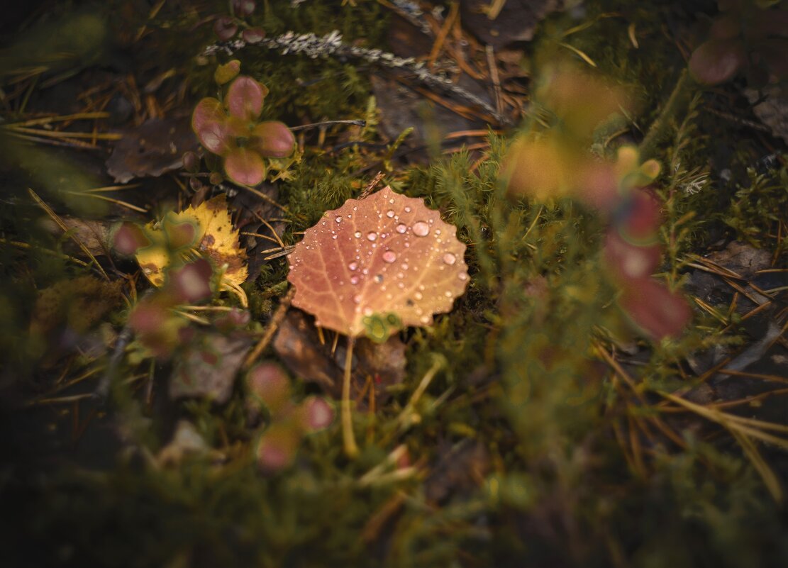 Осень - Андрей C