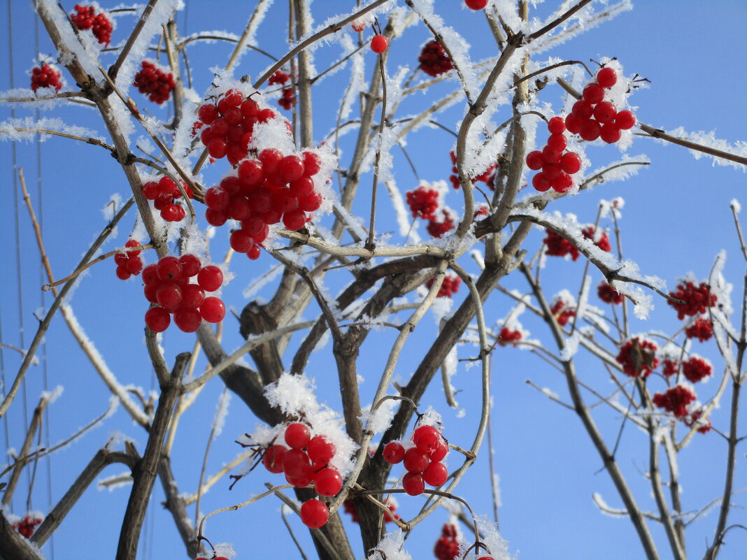 зимы прекрасные моменты - Елена Шаламова