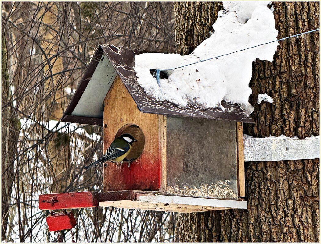 Синичка. - Валерия Комова Синичка. - Валерия Комова