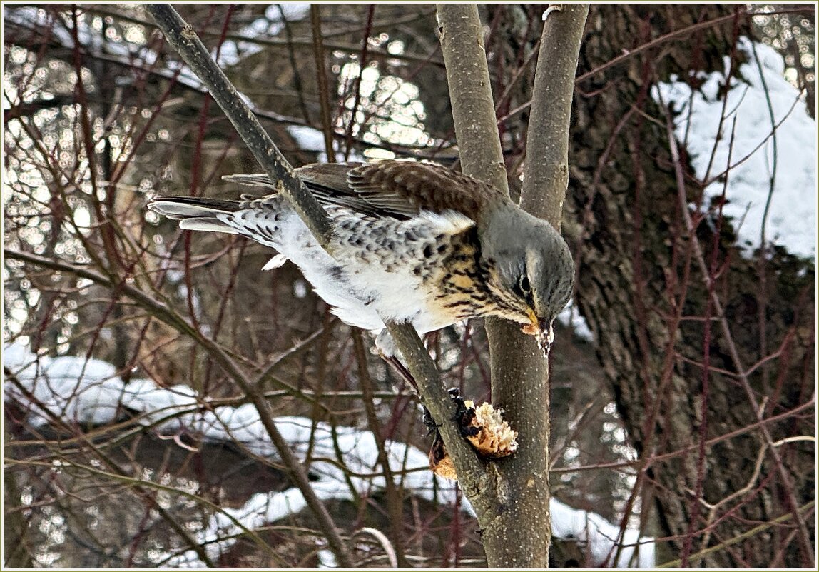 В парке Макса Ашманна. - Валерия Комова В парке Макса Ашманна. - Валерия Комова