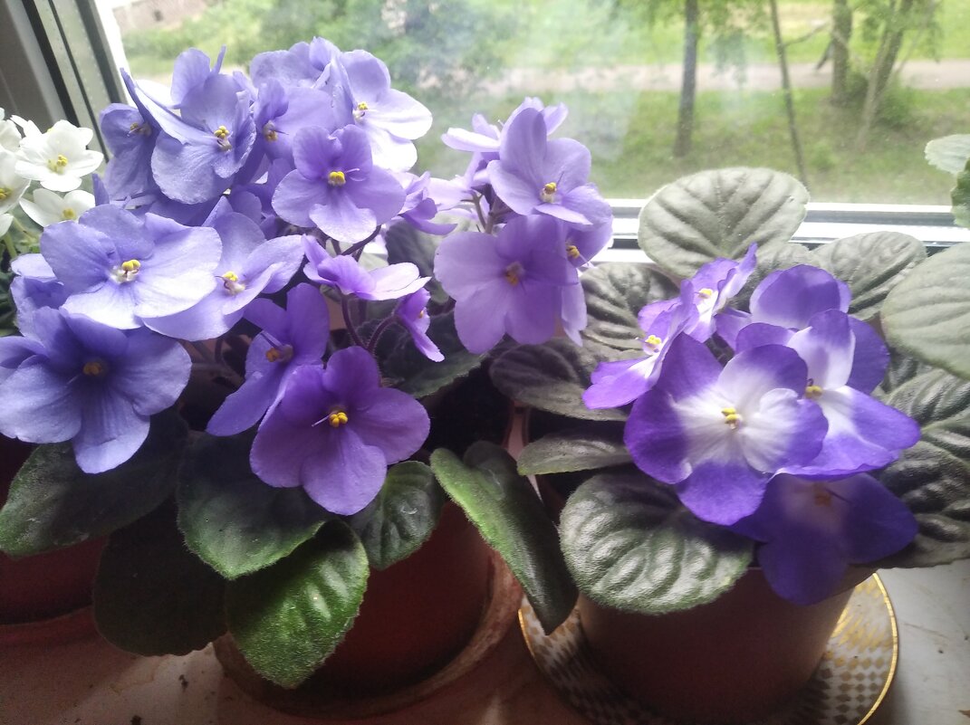 Фиалки весной - Елена Семигина Фиалки весной - Елена Семигина