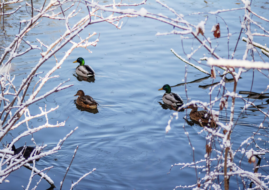 *** - Александр. AVG100 ---