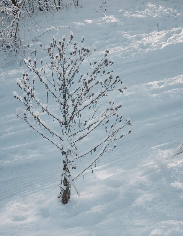 как деревце - Лера 