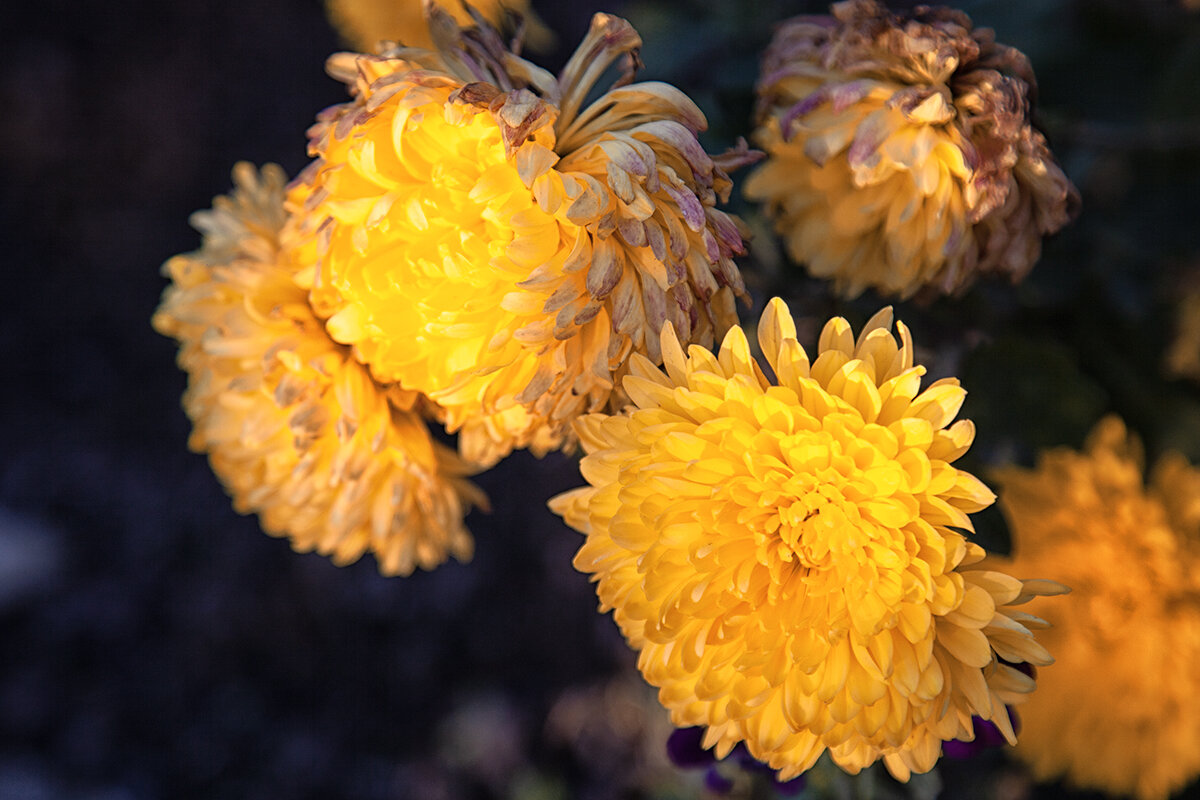 Опалённые осенним дыханием. - Лилия *