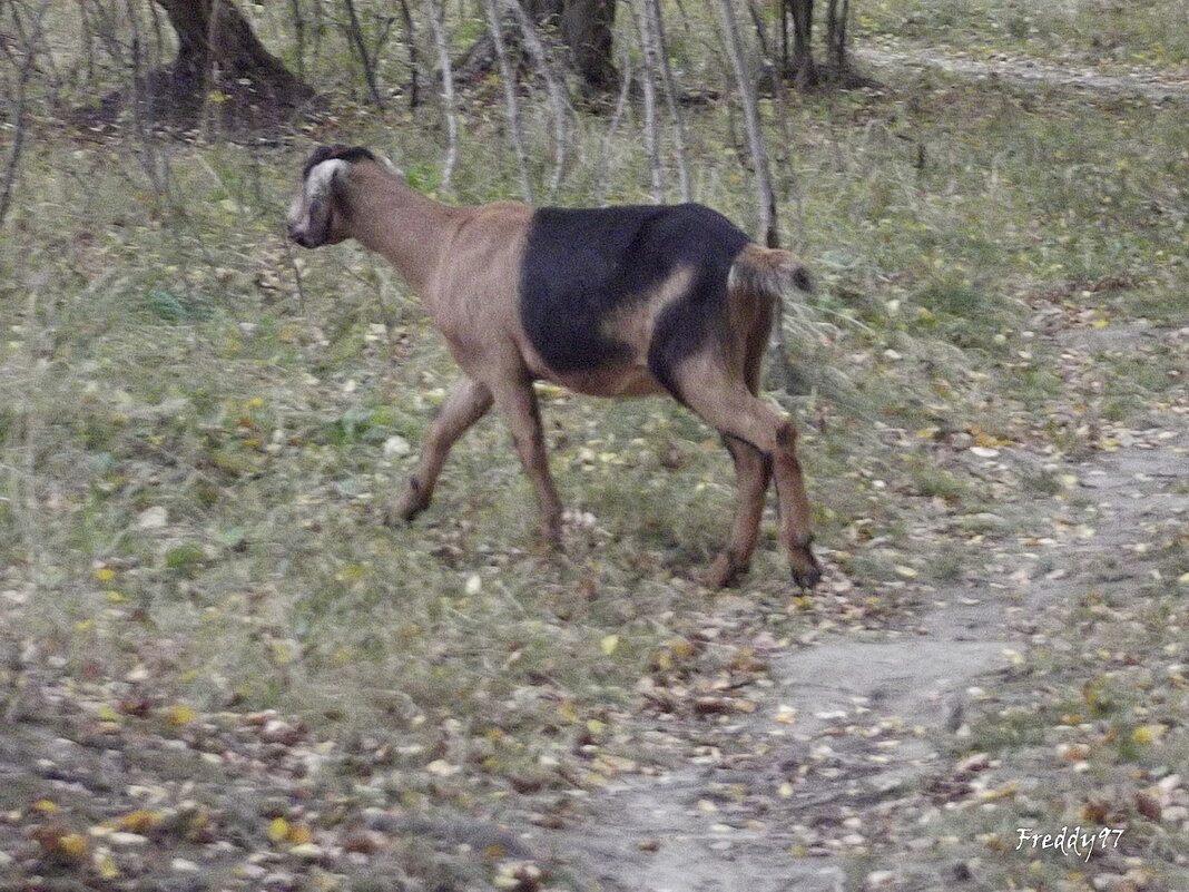 Ты ушла и я ушёл... - Freddy 97