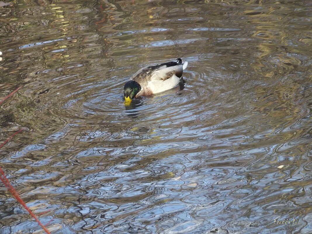 На пруду - Freddy 97