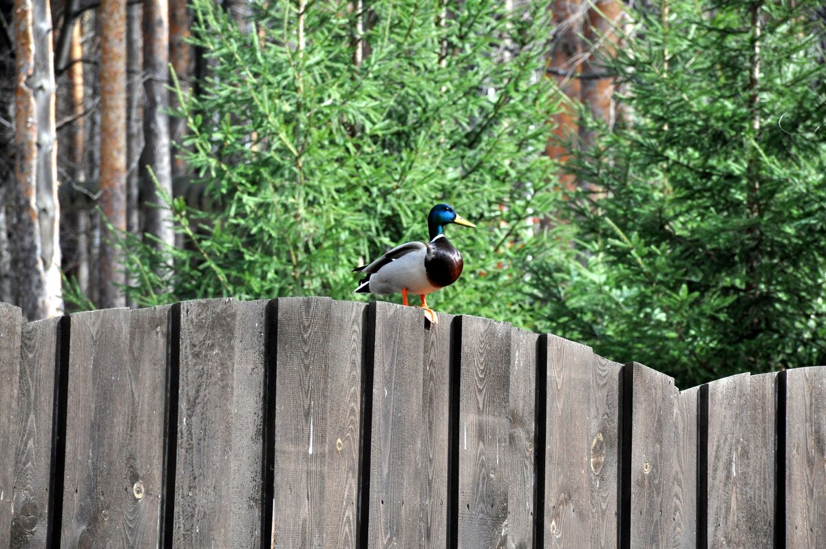 Селезень в странном месте, на заборе! - N_WORon 
