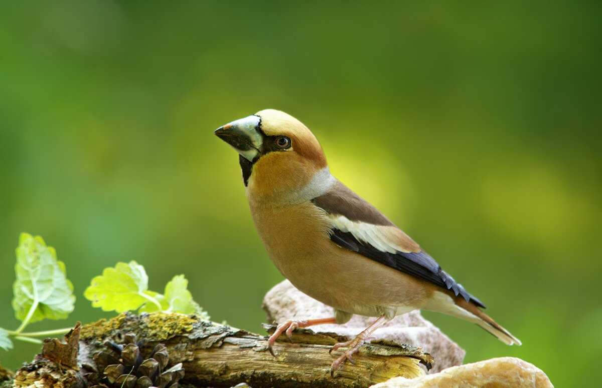 Мечтатель - Вячеслав Минаев