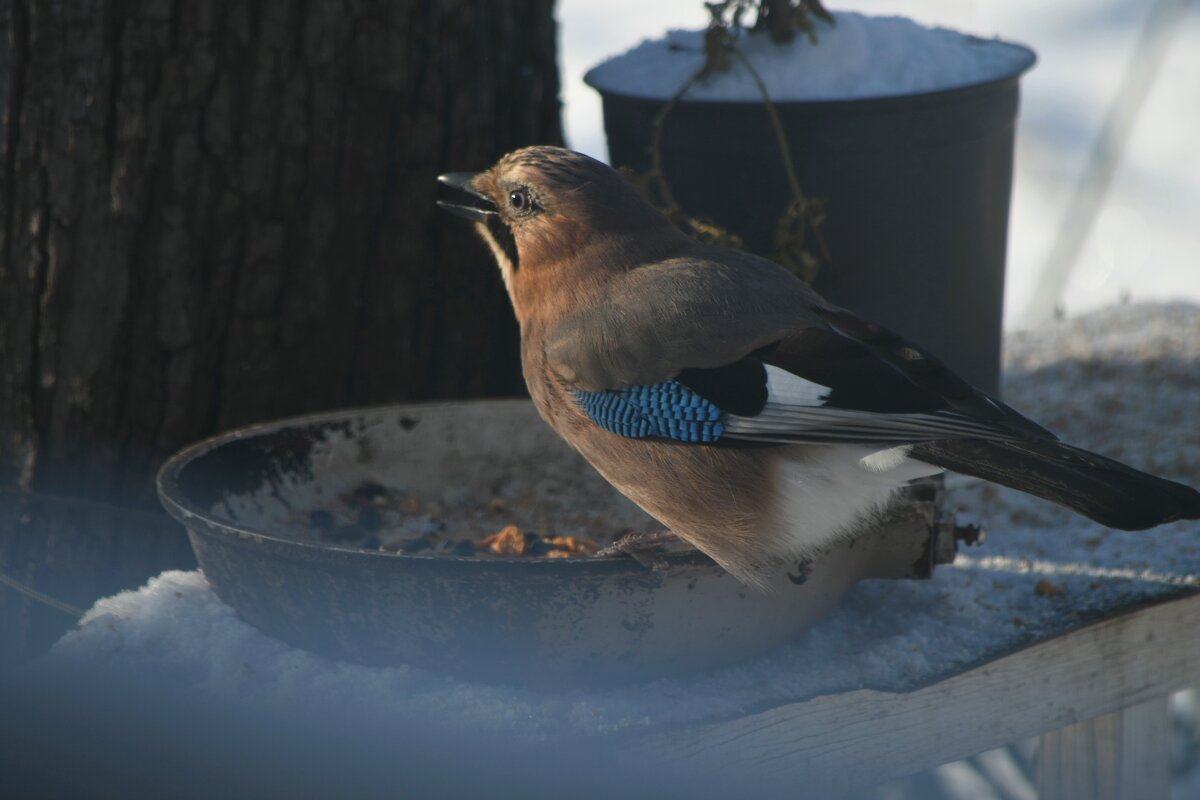 Сойка - Татьяна Евдокимова