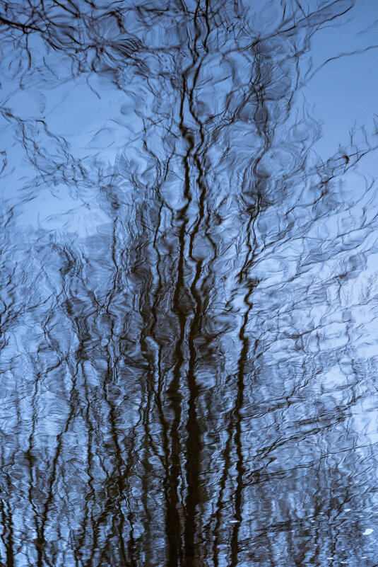 Отражение дерева в воде - Илья Шенгелия
