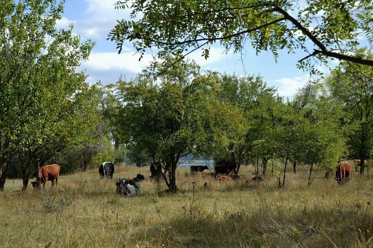 Летний полдень... - Надежда Куркина 