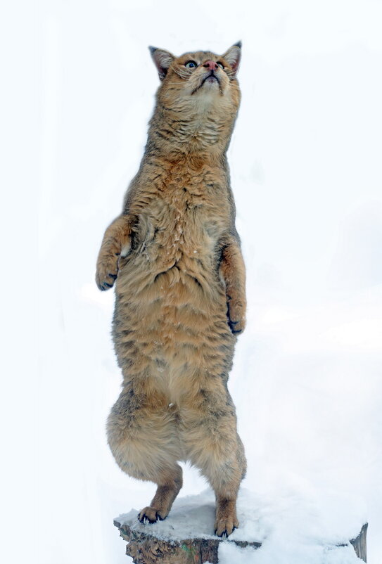 Камышовый 29 января - Михаил Бибичков Камышовый 29 января - Михаил Бибичков