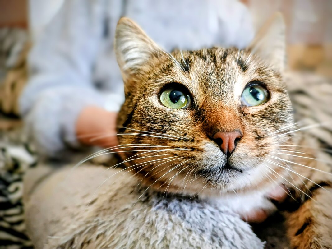 Серенькая - Михаил Столяров