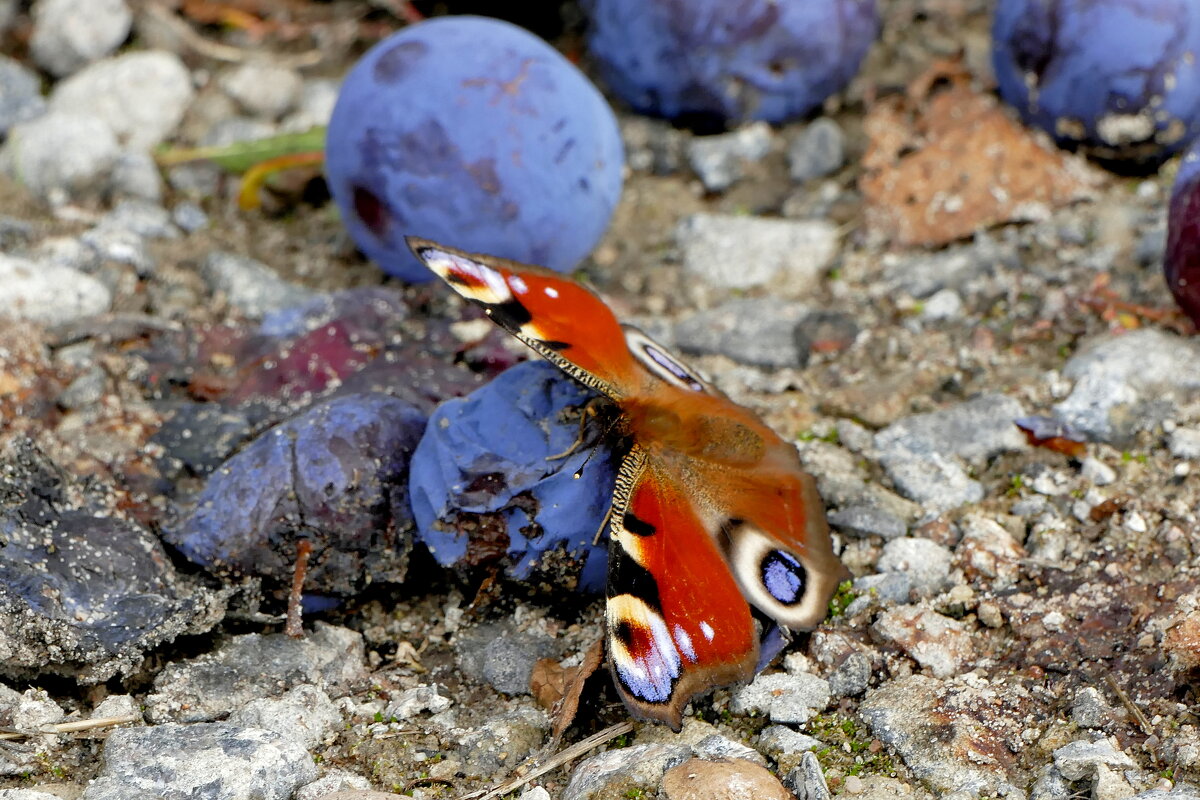 опять про бабочек...367 - Александр Прокудин