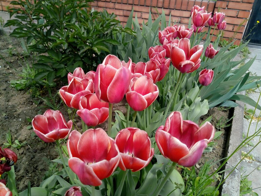 Тюльпаны - Татьяна Пальчикова