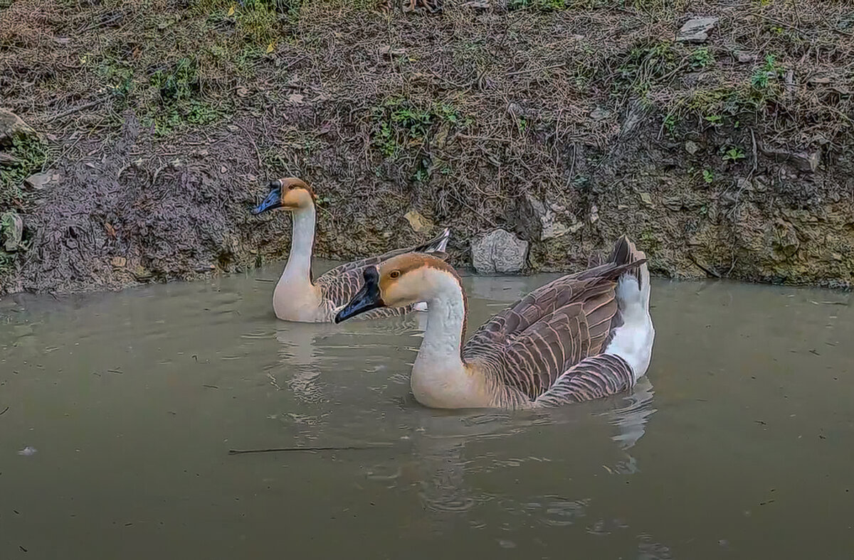 Китайский гусь-сухонос - Aleksey Afonin
