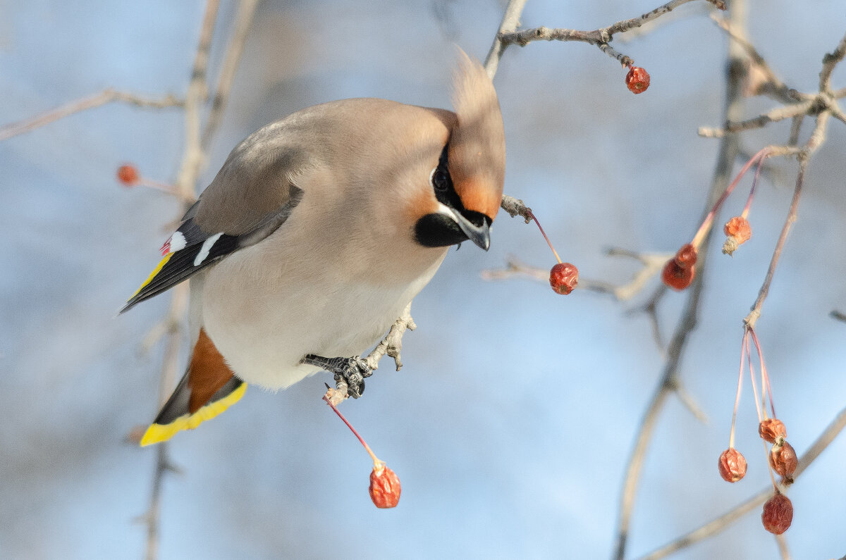 Свиристель - Виктор Иванович Чернюк