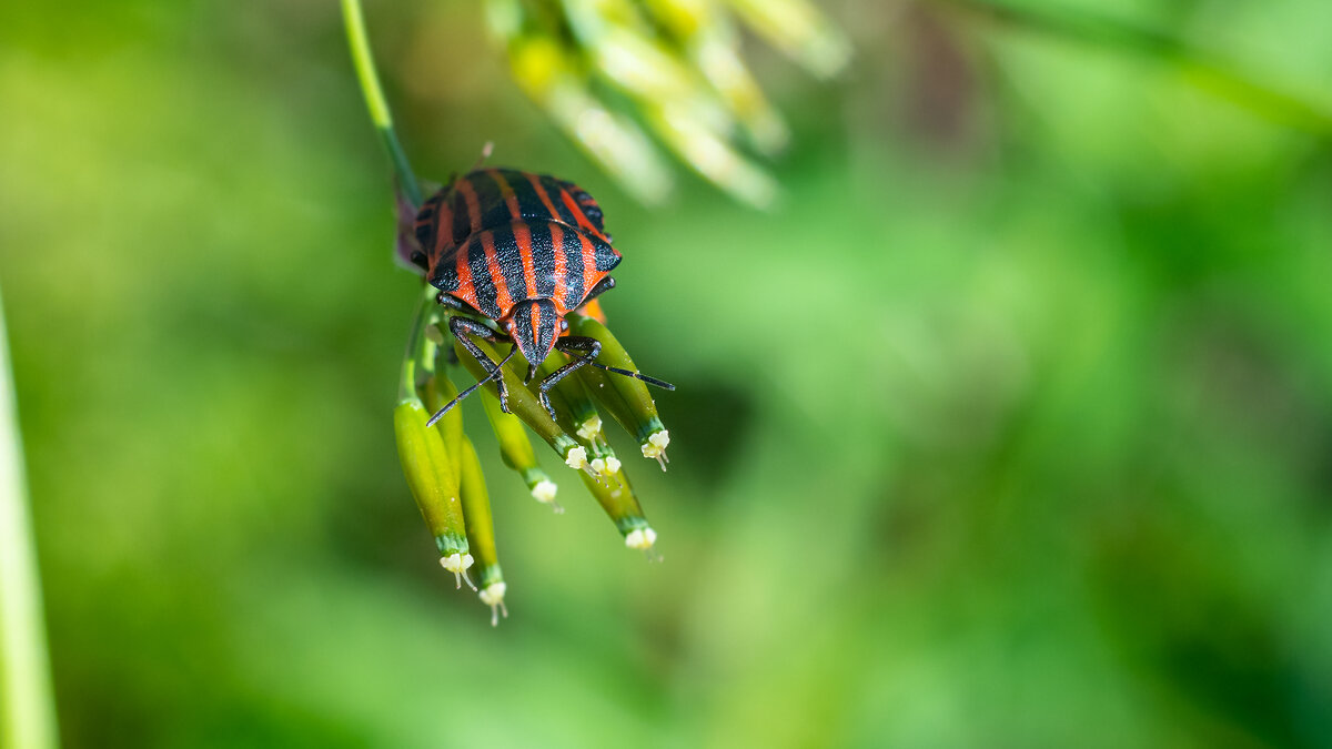 Полосатый  клоп - Владимир Лазарев