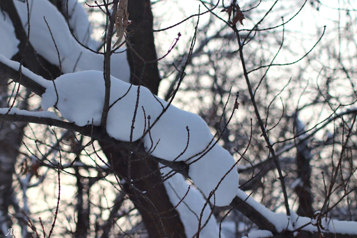 Снежная гусеница - Любовь Сахарова