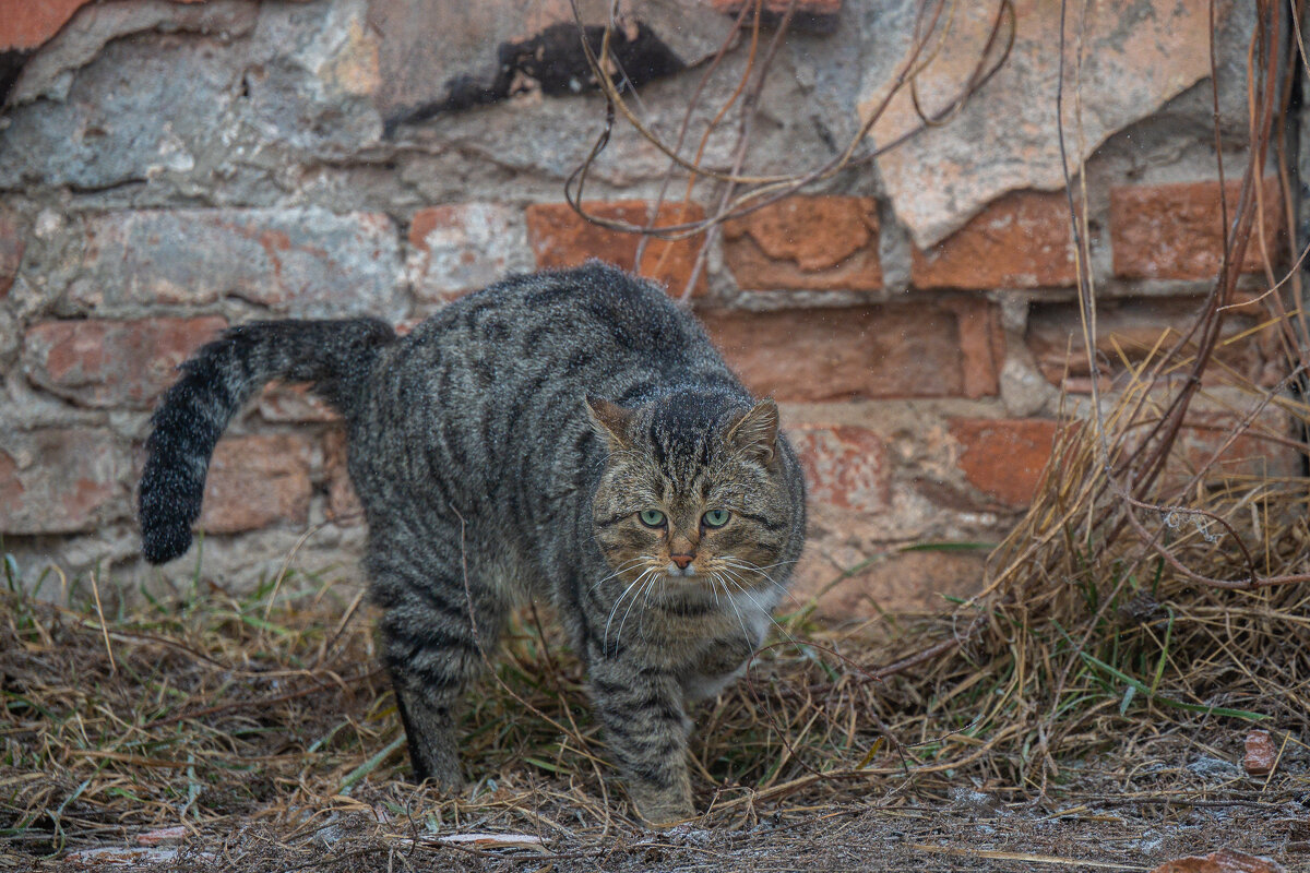 Подошел! Сюда подошел! - Referee (Дмитрий)