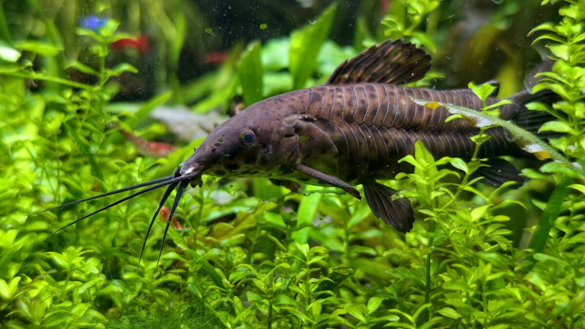 Обитатель аквариума - Мариша Обитатель аквариума - Мариша