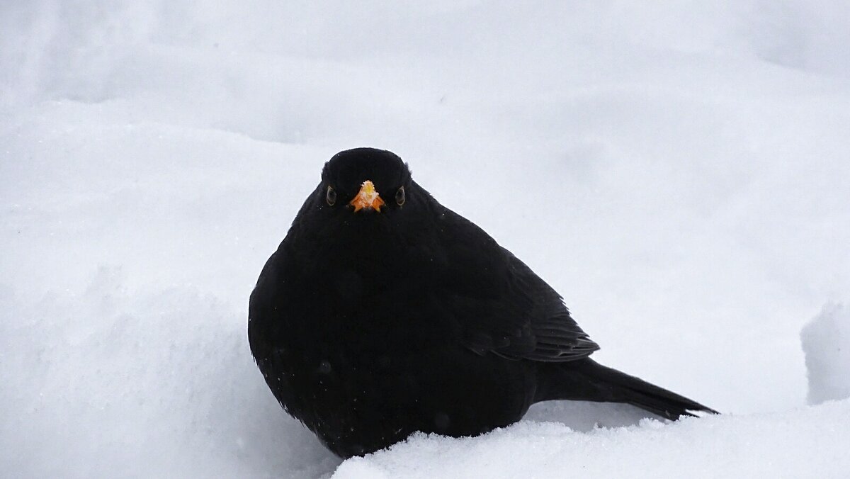 Холодно. - Милешкин Владимир Алексеевич 