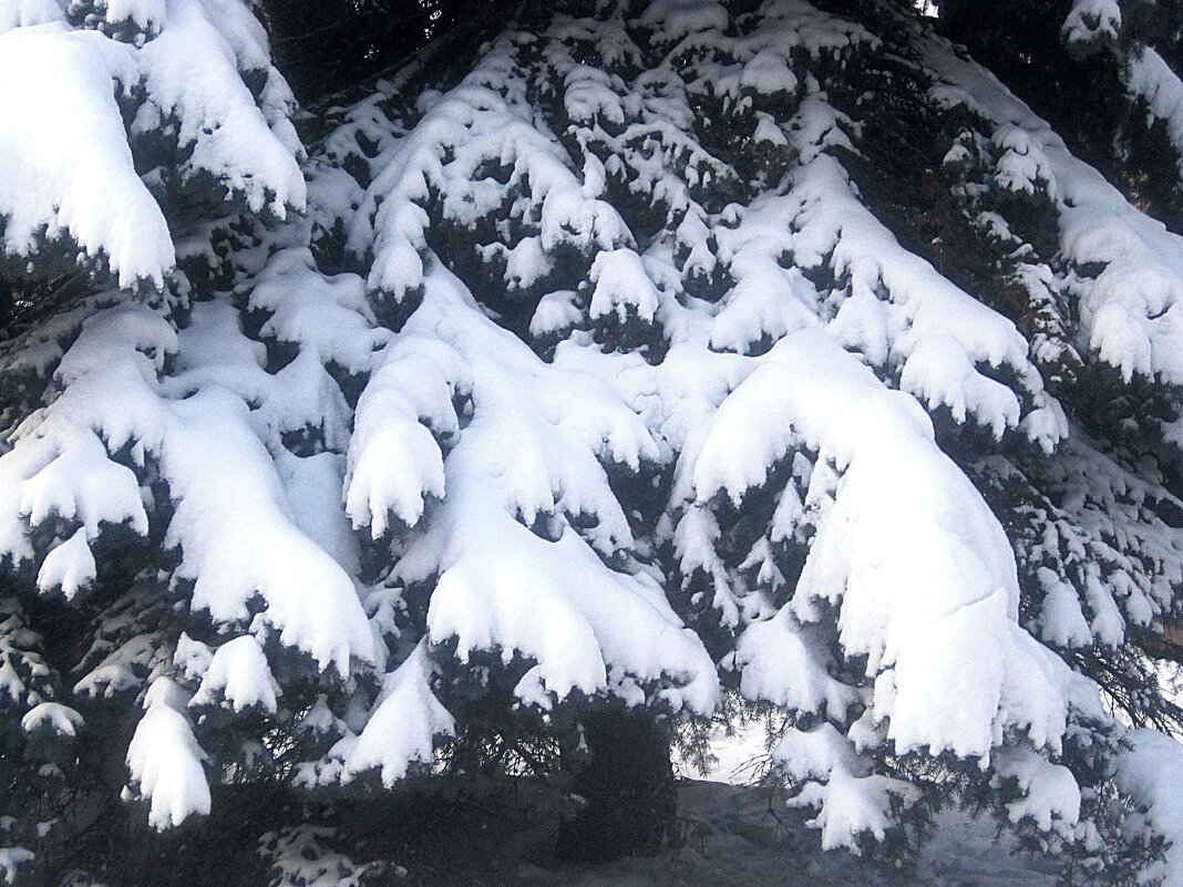 Снежный январь - Елена Семигина