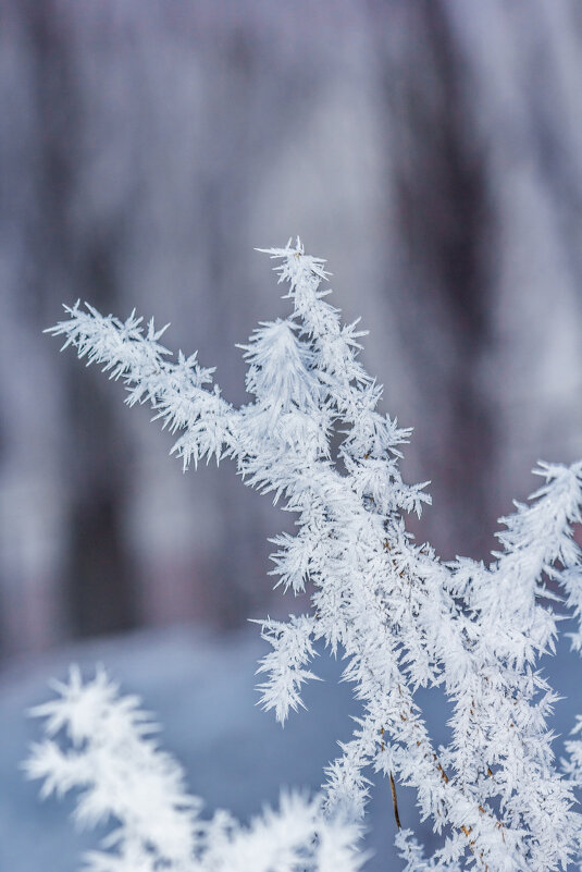 Зимние зарисовки. .. - Ravile Зимние зарисовки. .. - Ravile