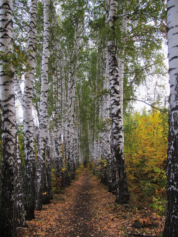 сентябрь в берёзовой аллее - Елена Шаламова