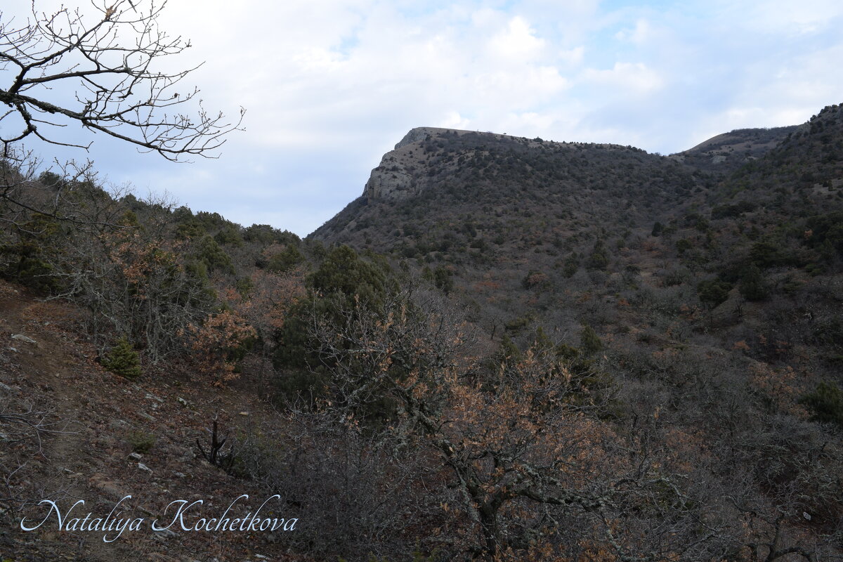 Природа Крыма - Amazing Cosmea