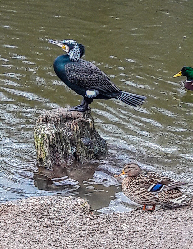 Прилетел! - Варвара 