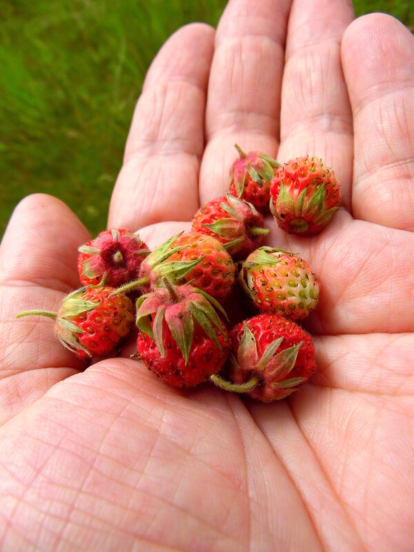 Клубничка. - nadyasilyuk Вознюк