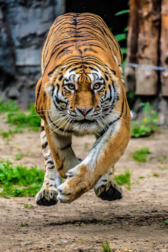 Тигрица - аркадий 