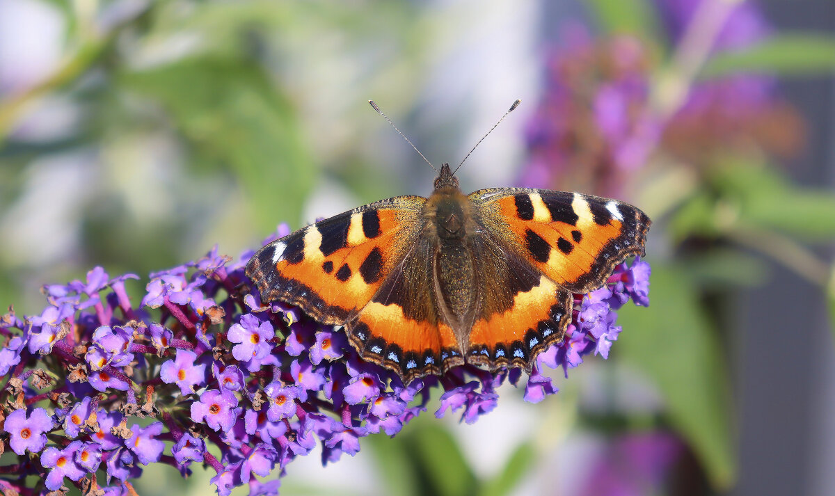 Бабочка и будлея - елена беликова