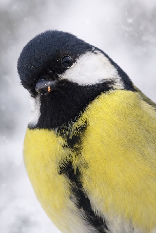 Привет - Евгений Анисимов