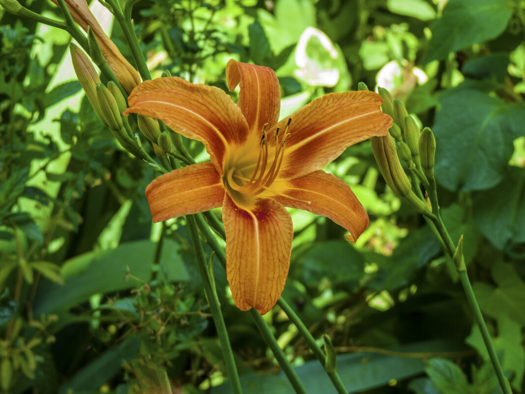 Лилейник - Валентин Семчишин