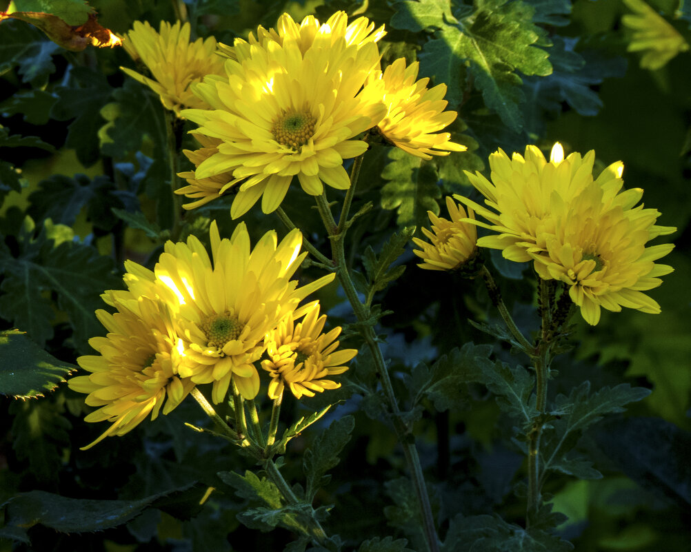 Жёлтая   хризантема - Валентин Семчишин