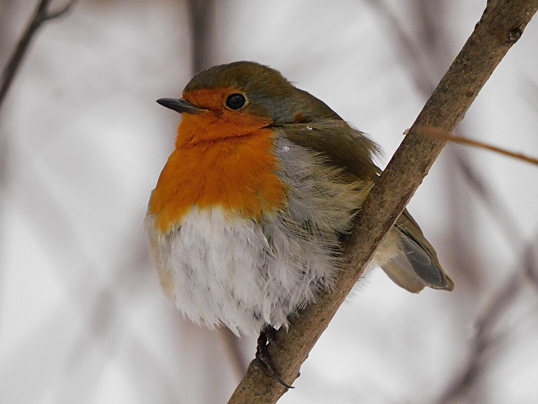 Зарянка - Лина 