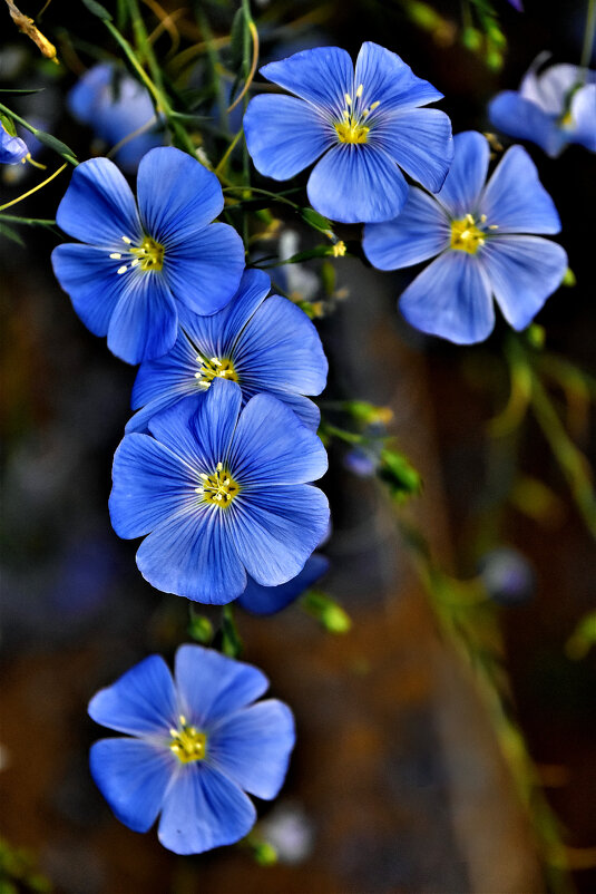 Лён обыкновенный - Oleg S 