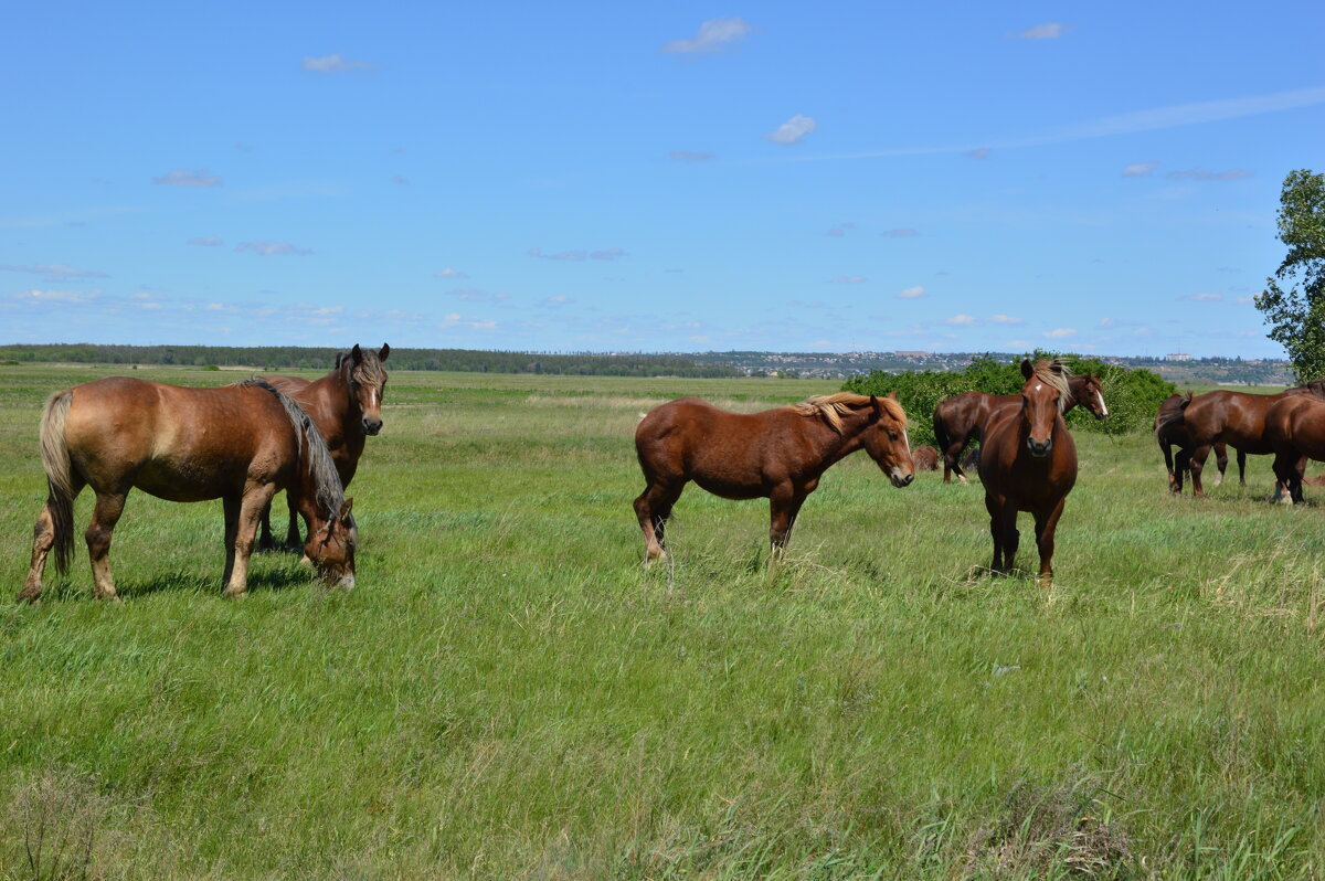 Донские виды. - Виктор 