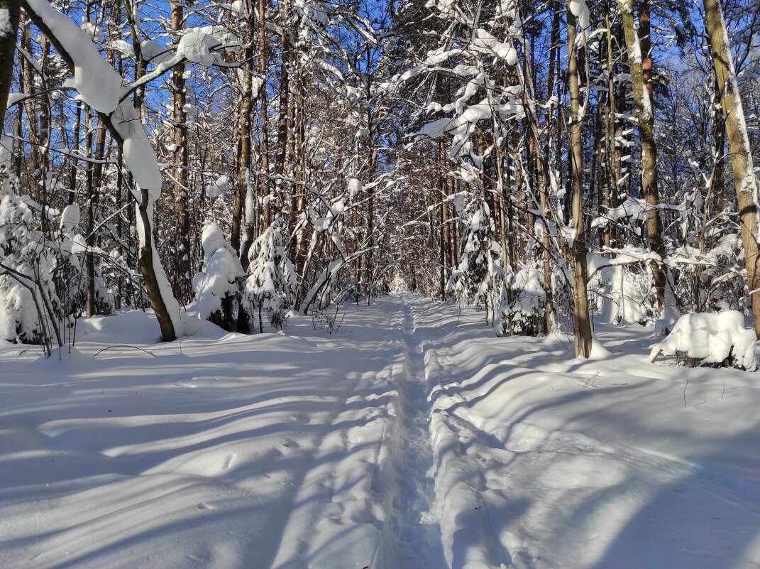 В Битцевском лесу - Игорь Ч. В Битцевском лесу - Игорь Ч.