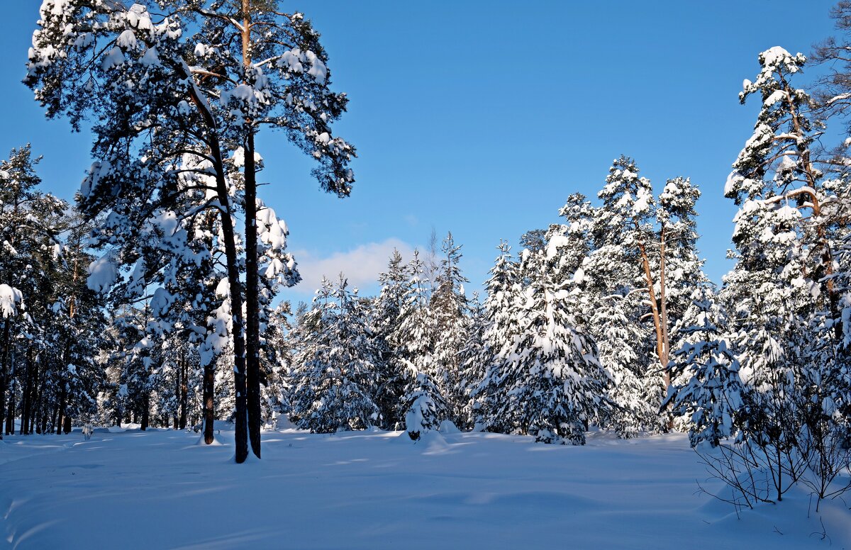Мороз и солнце - Андрей Зайцев Мороз и солнце - Андрей Зайцев