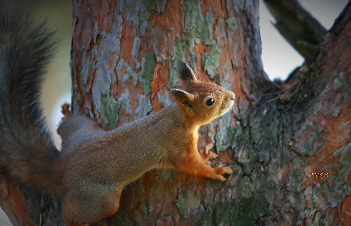 ...к свету... - Andrey Bragin ...к свету... - Andrey Bragin