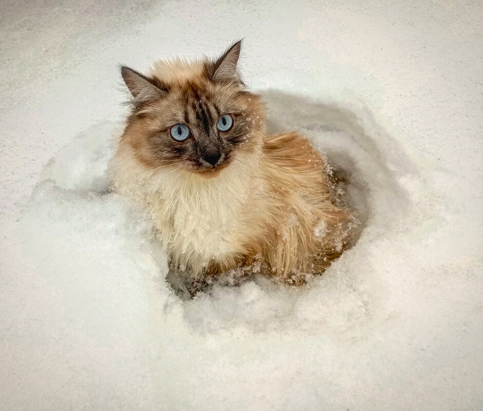 Лика-Сибирячка - Виктор Садырин