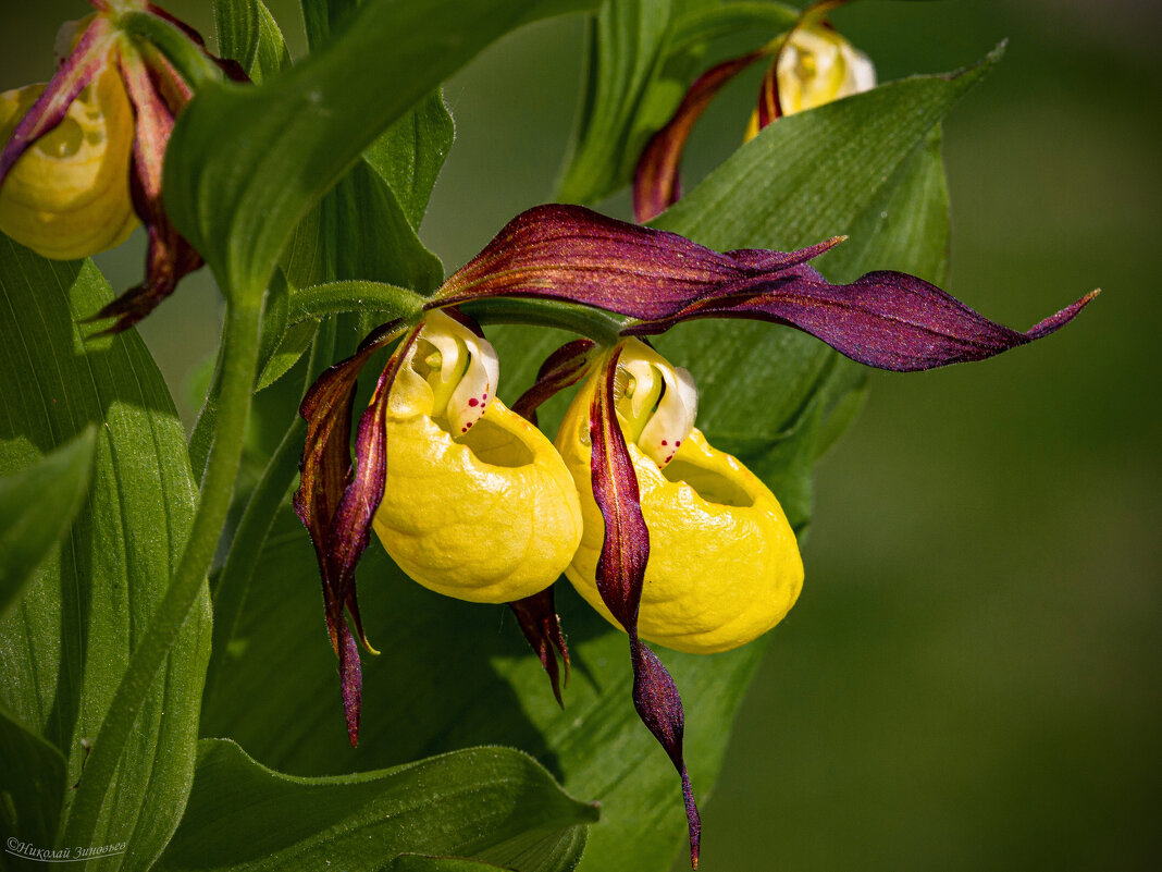 Пара венериных башмачков в окрестностях Ухты, будто сама лесная фея обронила - Николай Зиновьев