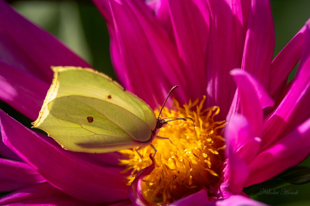 Лимонница на цветке... - Николай Гирш