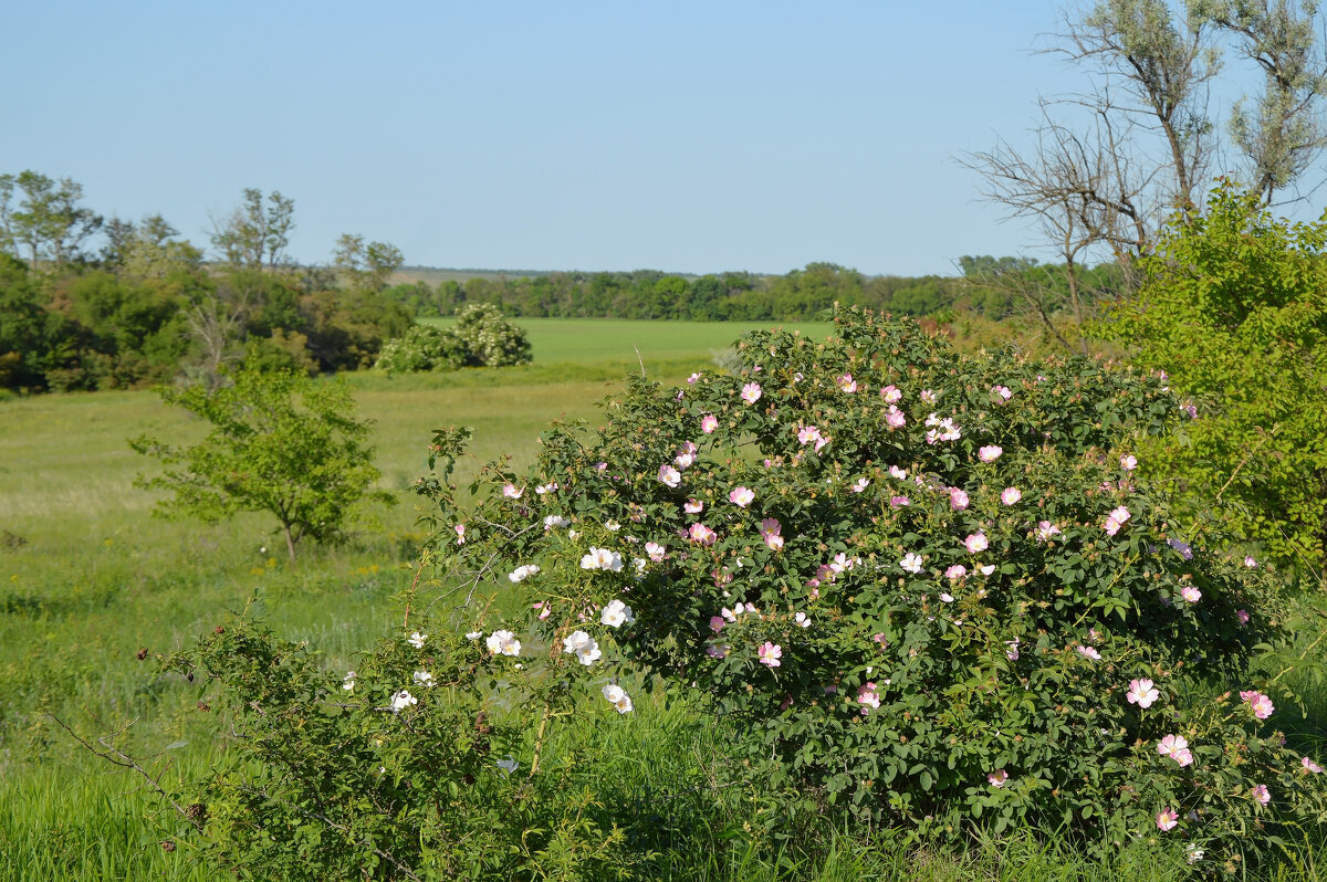 Весна - Надежда Куркина Весна - Надежда Куркина