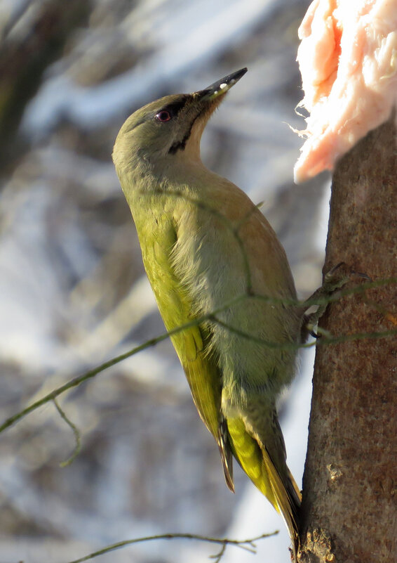 Зимний обед седого дятла - Ната Волга Зимний обед седого дятла - Ната Волга